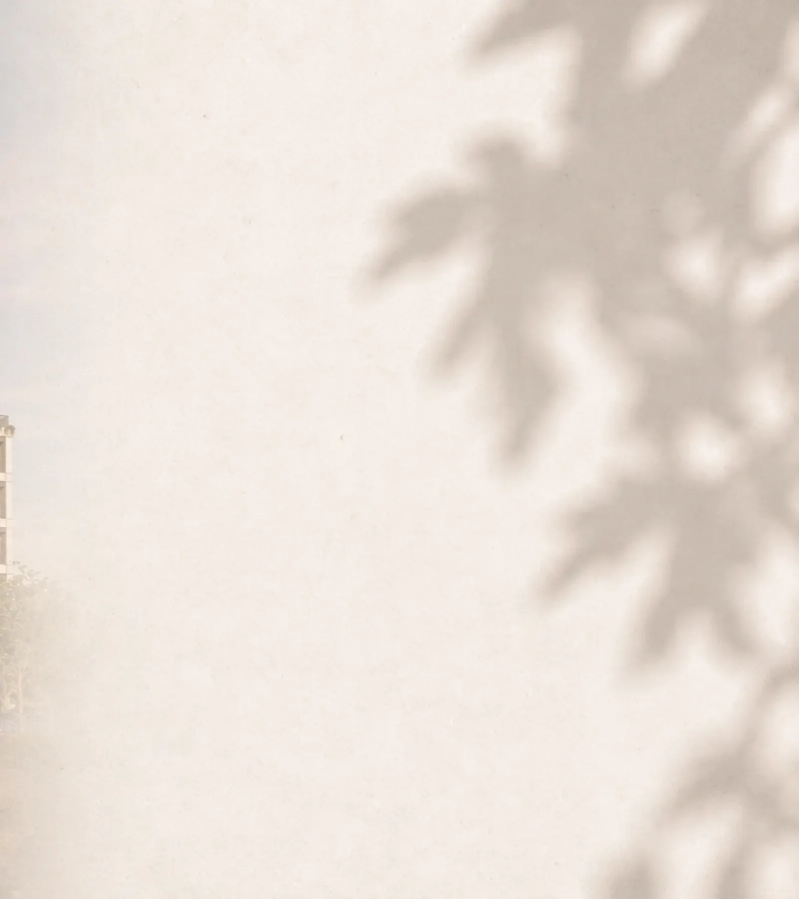 רקע בגוון נייר בהיר עם צל של עלי עץ